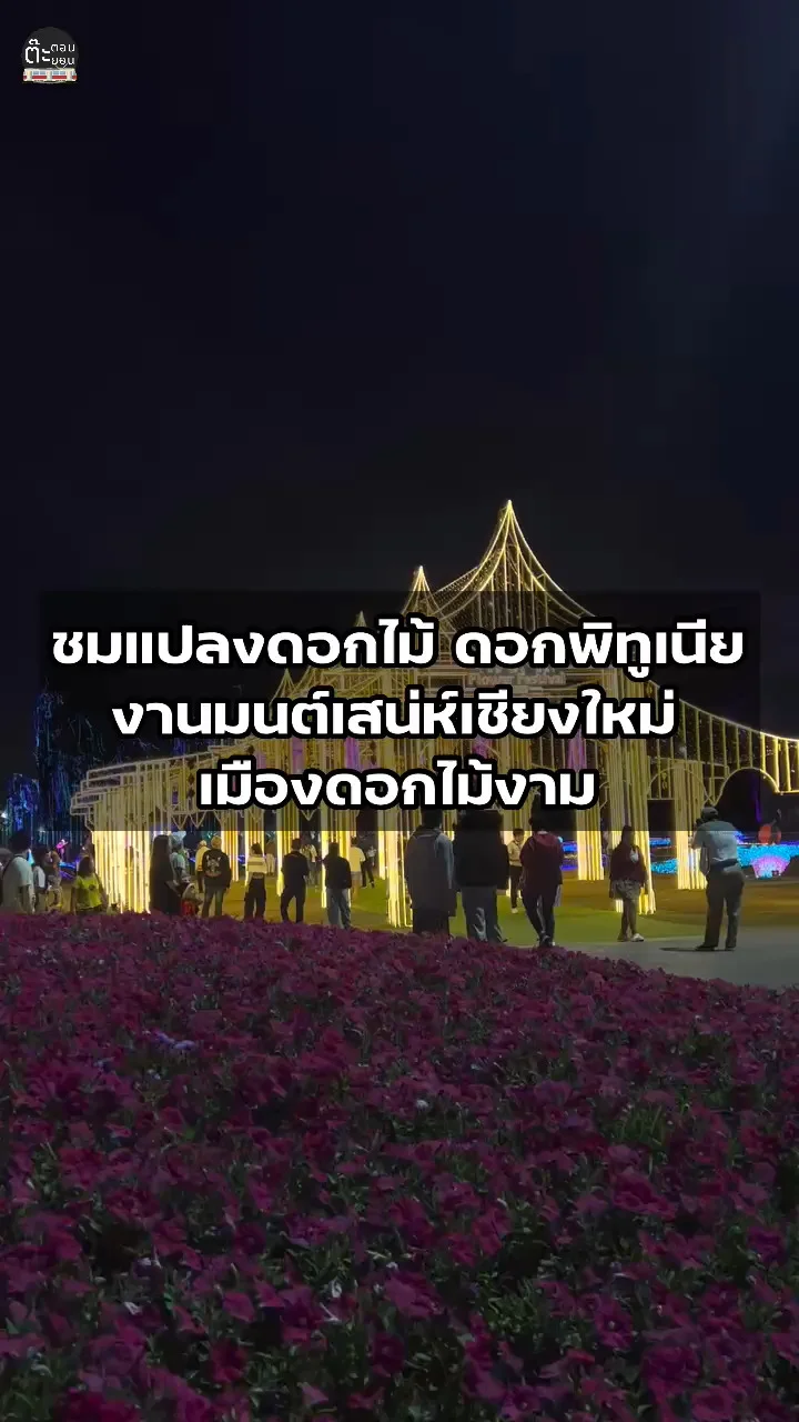 ชมดอกพิทูเนีย แปลงดอกไม้จัดแสดงสวยๆ ในงานมนต์เสน่ห์เชียงใหม่ เมืองดอกไม้งาม