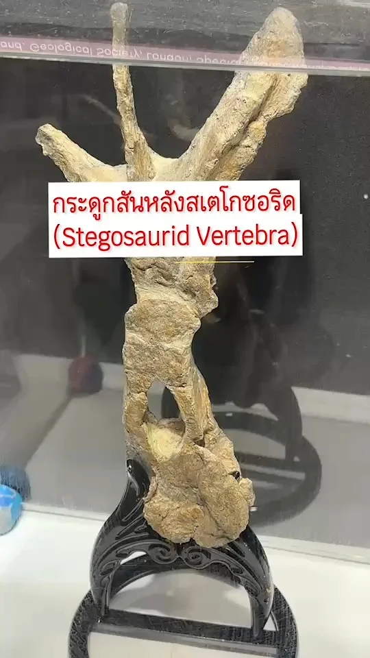 กระดูกสันหลังสเตโกซอริด Stegosaurid Vertebra ไดโนเสาร์กินพืช พบที่จ.กาฬสินธุ์
