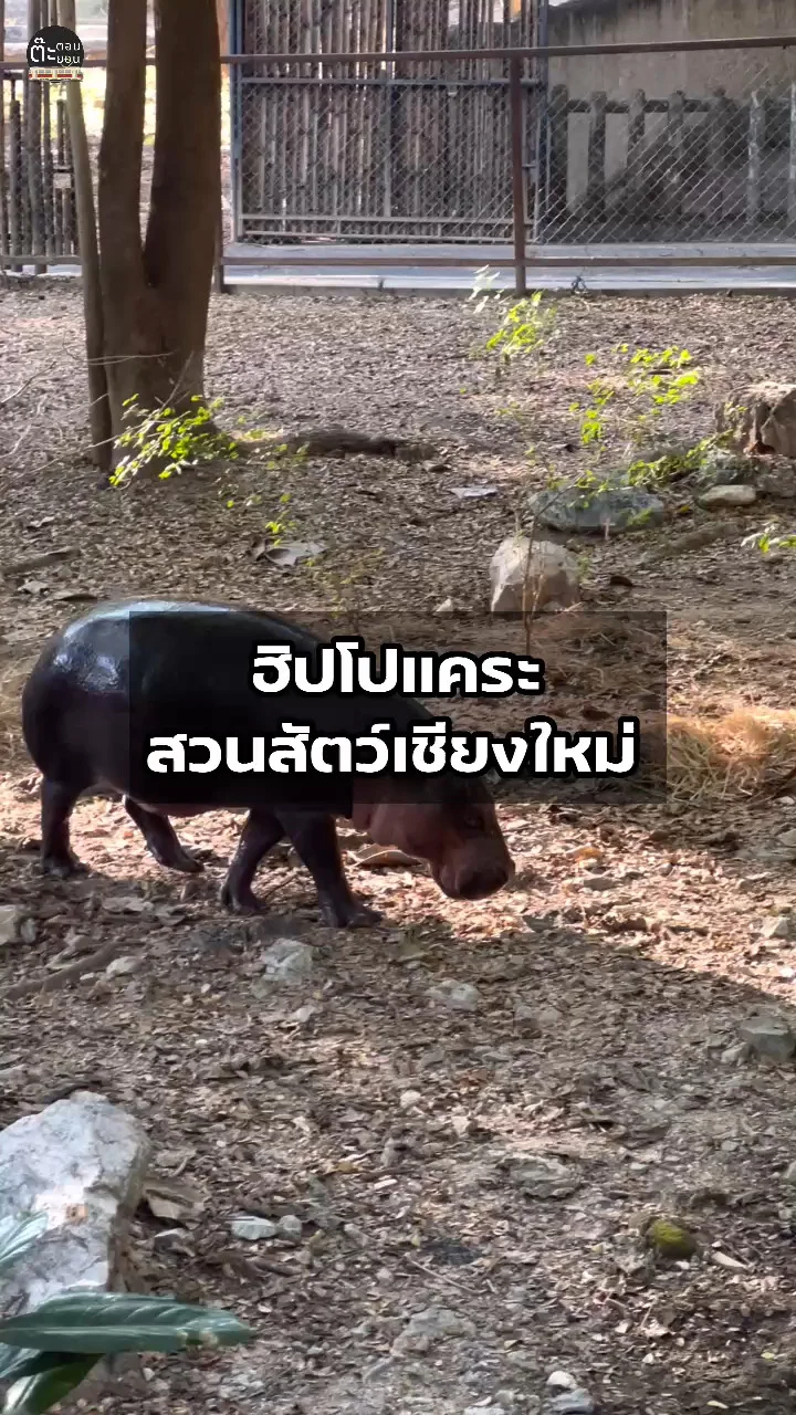 เชียงใหม่ก็มีฮิปโปแคระเหมือนกันนะ! พาไปส่องน้องกันที่สวนสัตว์เชียงใหม่