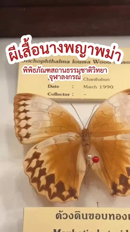 ผีเสื้อนางพญาพม่า สะท้อนความงามของธรรมชาติ