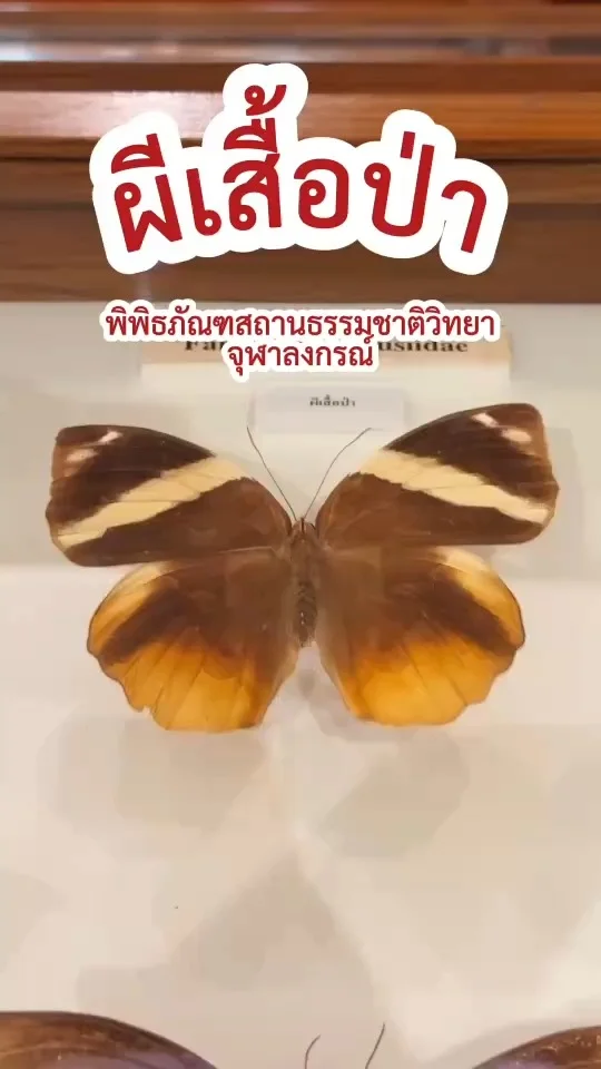 ผีเสื้อป่า Family Amathusiidae สะท้อนความงามของธรรมชาติ ม.จุฬาฯ