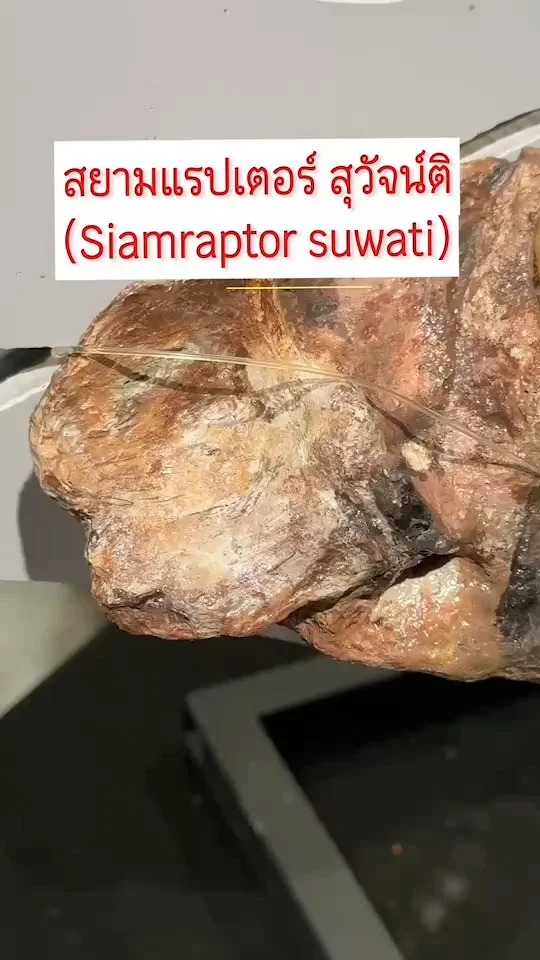 สยามแรปเตอร์ สุวัจน์ติ ไดโนเสาร์กินเนื้อขนาดใหญ่พบในไทย โคราช