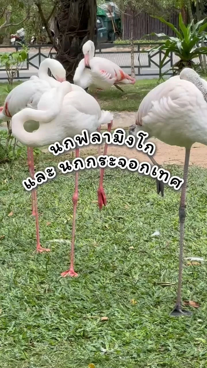 พาไปชมนกฟลามิงโก และ นกกระจอกเทศ ที่ สวนสัตว์เปิดเขาเขียว
