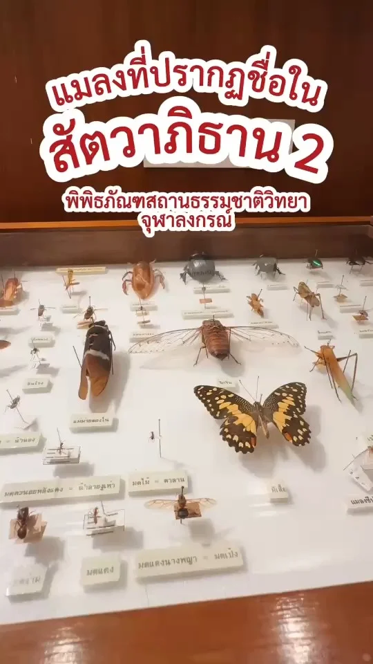 รวมแมลงที่มีชื่อใน สัตวาภิธาน EP.2 หนังสือที่รวบรวมชื่อสัตว์และพรรณไม้ต่าง ๆ