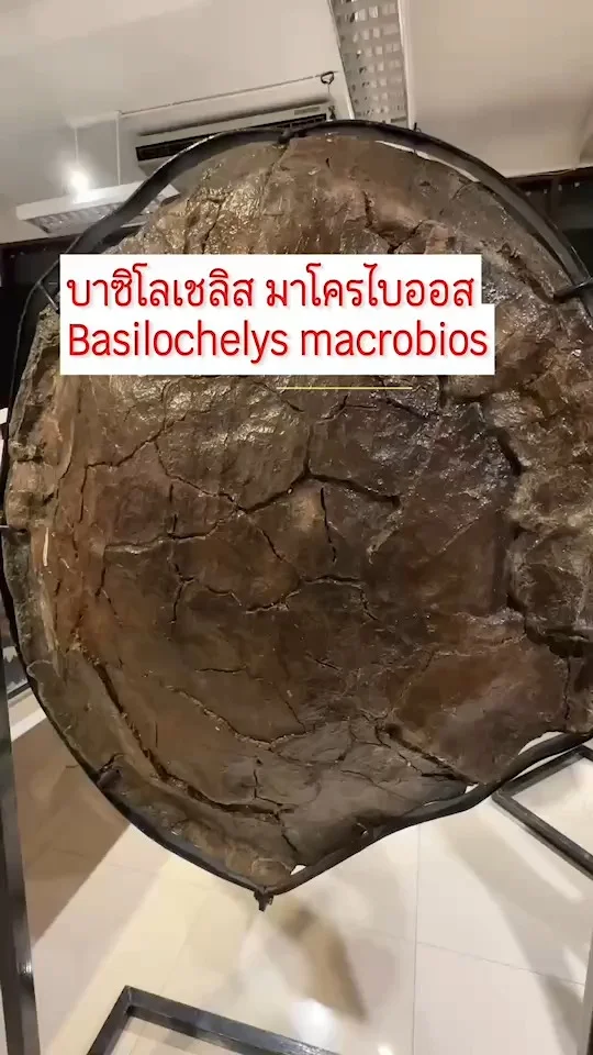 บาซิโลเชลิส มาโครไบออส Basilochelys macrobios ฟอสซิลเต่าขนาดใหญ่ พบที่จ.มุกดาหาร