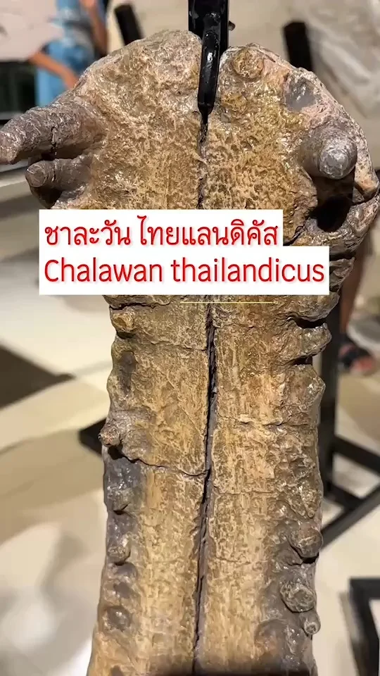 ชาละวัน ไทยแลนดิคัส Chalawan thailandicus ซากกระดูกจระเข้ยักษ์ พบที่หนองบัวลำภู