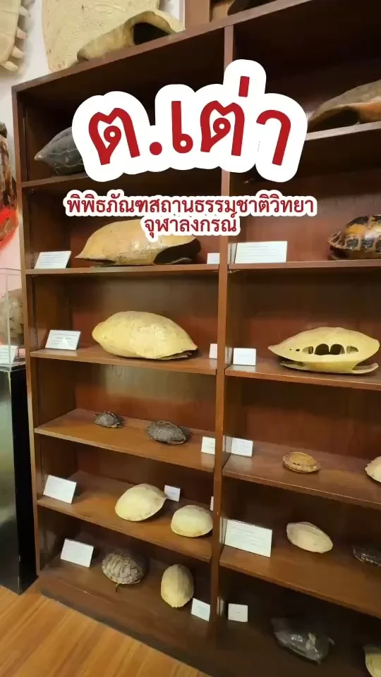 ต.เต่า สัตว์โลกครึ่งบกน้ำ ที่มีชีวิตยืนยาวที่สุดในโลก พิพิธภัณฑสถานธรรมชาติ จุฬา