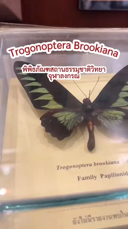 Trogonoptera Brookiana ผีเสื้อผู้เป็นราชา มีปีกขนาดใหญ่ บินได้ดุจนก