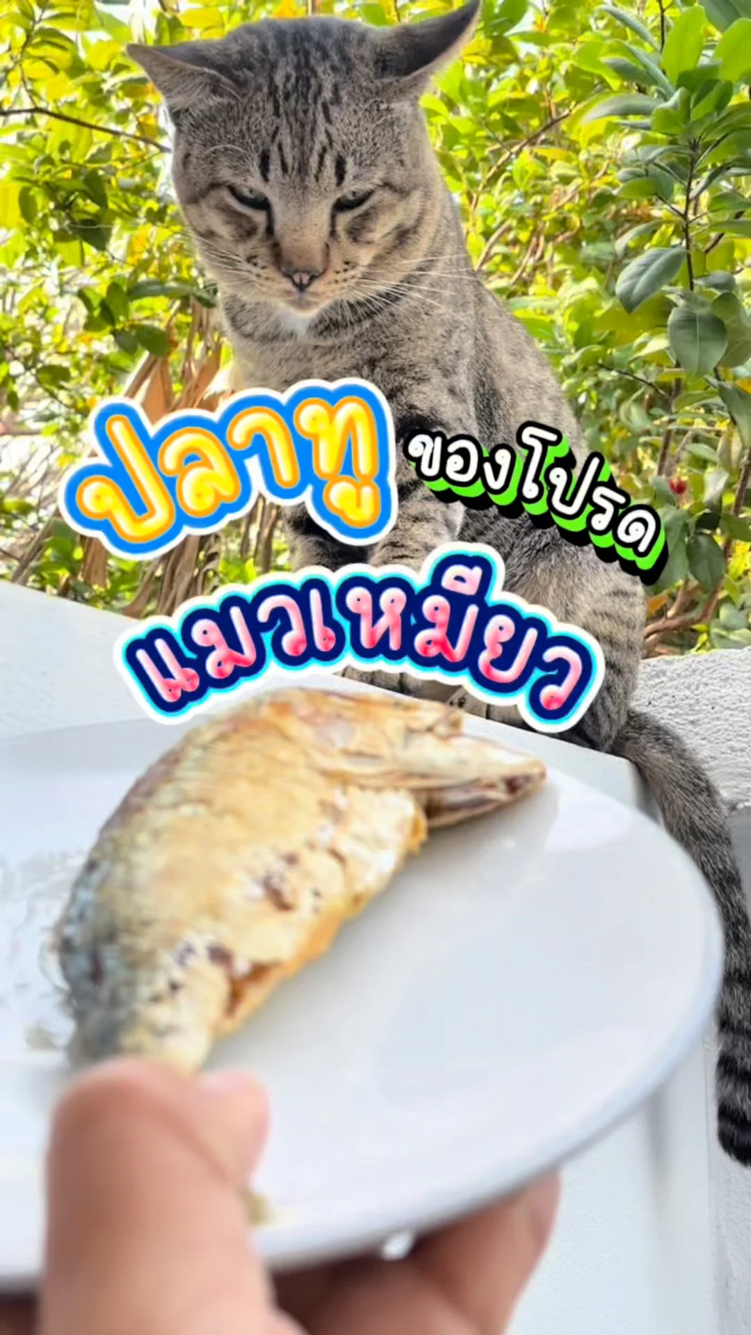 สัตว์โลกน่ารัก ปลาทู ของโปรด แมวเหมียว