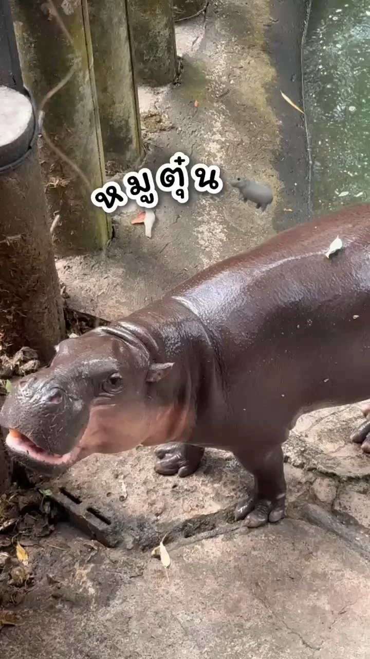 หมูตุ๋น ฮิปโปโปเตมัสแคระ ที่ สวนสัตว์เปิดเขาเขียว