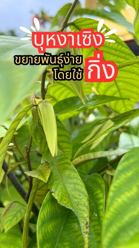 ต้นบุหงาเซิง สาเหล้าป่า ต้นไม้ดอกหอม ขยายพันธุ์ง่ายโดยใช้กิ่งหรือเมล็ด