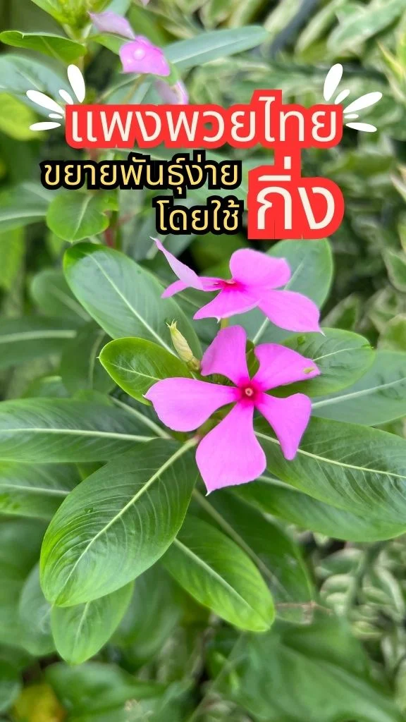 ชวนไปชม ดอกแพงพวยไทย ดอกสีชมพูสวย วิธีขยายพันธุ์ง่ายโดยใช้กิ่งหรือเมล็ด