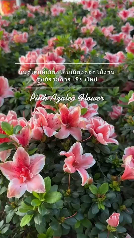Pink Azalea Flower ดอกอาซาเลีย หรือกุหลาบพันปี เชียงใหม่