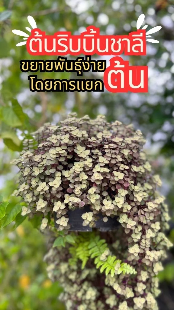 ต้นริบบิ้นชาลี ไม้พุ่มทรงกลมแน่น ใบเล็ก ๆ สวยสดใส ดูแลง่าย ขยายพันธุ์ง่าย