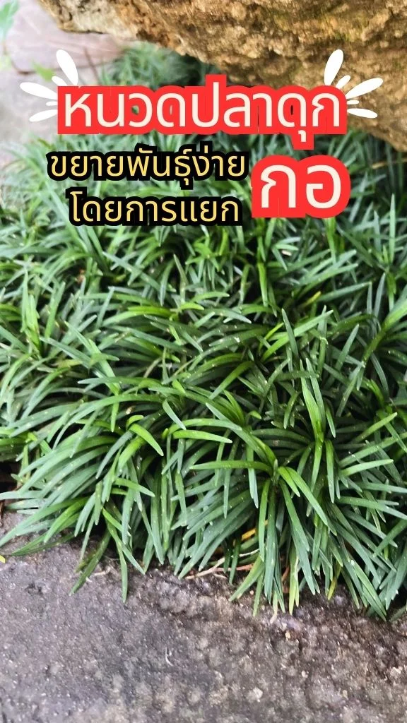 ต้นหนวดปลาดุก ไม้ล้มลุก กอเล็กใบเขียวสวย ดูแลง่าย ชอบความชื้น ขยายพันธุ์ง่ายมาก