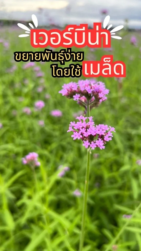 ชม ดอกเวอร์บีน่า ดอกสีม่วงสวยมาก ล่อใจเหล่าผึ้ง ทนแดดทนฝน