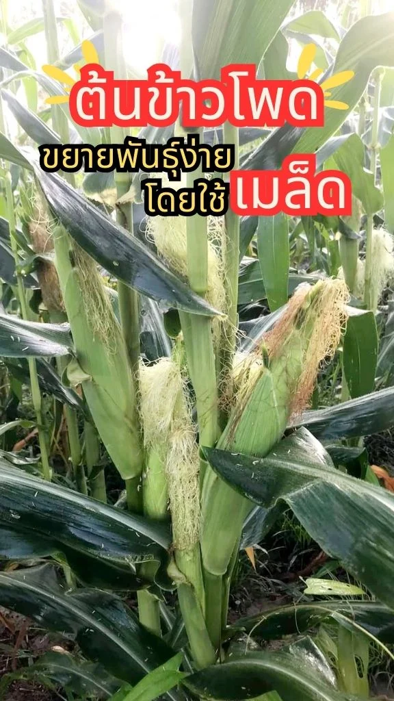 ต้นข้าวโพด พืชไร่โตเร็ว ฝักข้าวโพดนำไปเป็นอาหารได้ ปลูกง่ายด้วยเมล็ด