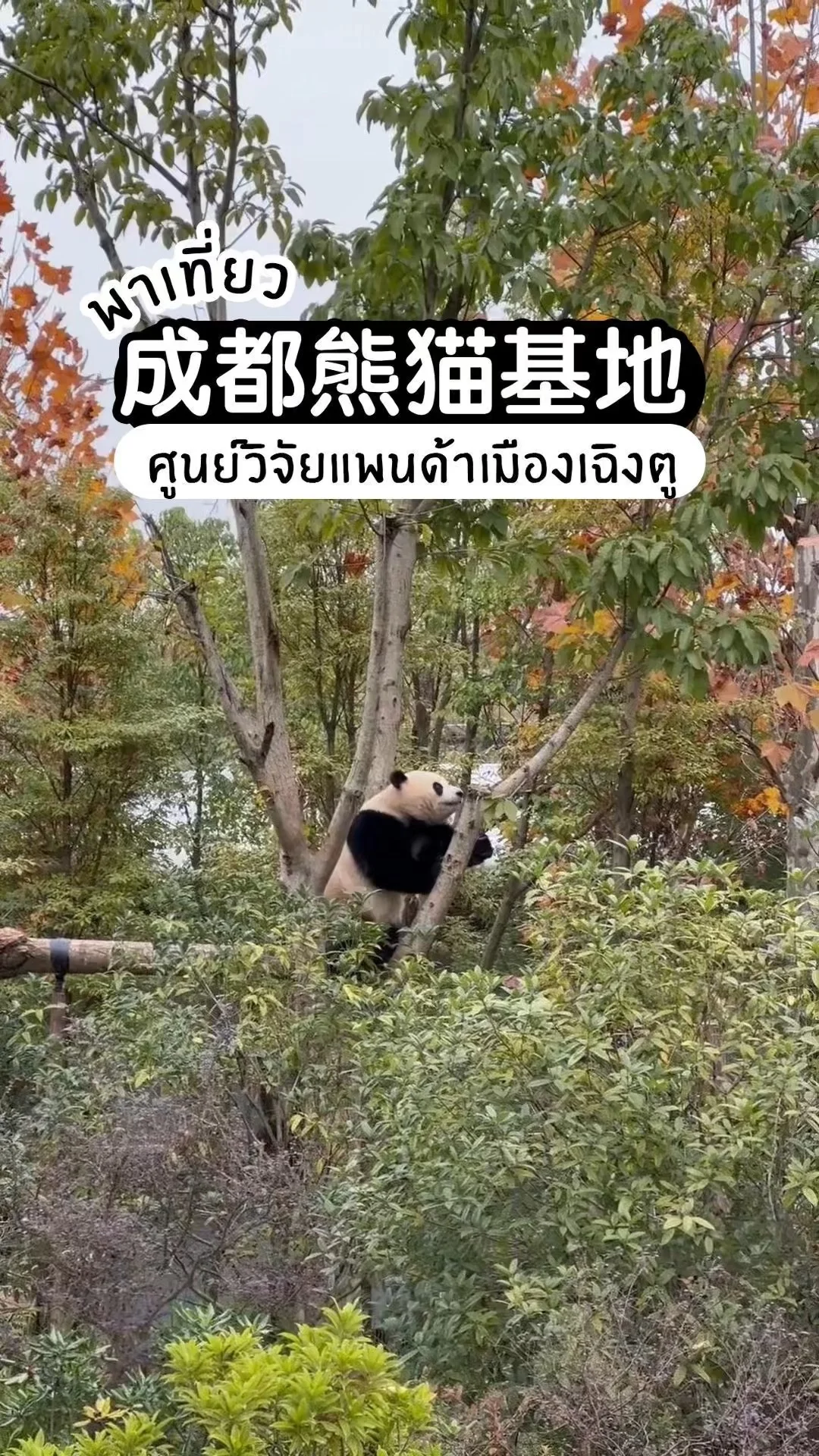 พาเที่ยว 成都熊猫基地 ศูนย์วิจัยแพนด้าแห่งเฉิงตู ดูแพนด้าแสนน่ารัก