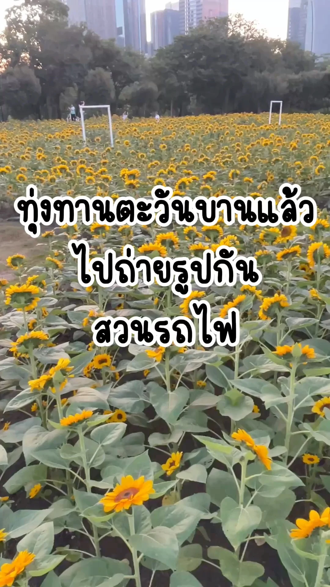 ทุ่งทานตะวันบานแล้ว ไปถ่ายรูปกัน สวนรถไฟ กรุงเทพ