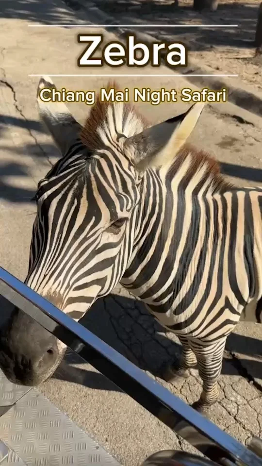Zebra ม้าลาย มายืนรอผลไม้แล้ว! ที่สวนสัตว์เชียงใหม่ไนท์ซาฟารี