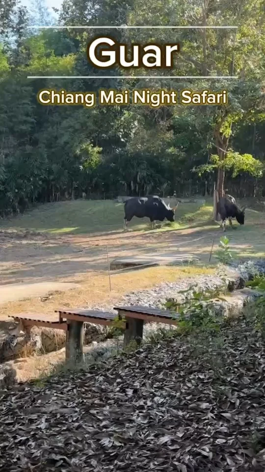 เมย เจ้ากระทิง Gaur ดูได้ที่ สวนสัตว์เชียงใหม่ไนท์ซาฟารี