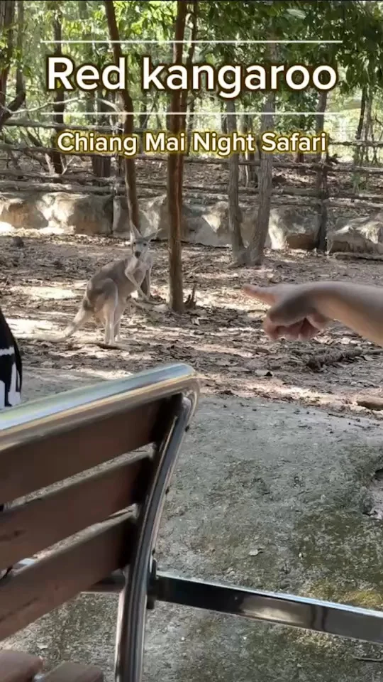 จิงโจ้แดง Red kangaroo กระโดดไปมา ดูใกล้ ๆ ที่ สวนสัตว์เชียงใหม่ไนท์ซาฟารี
