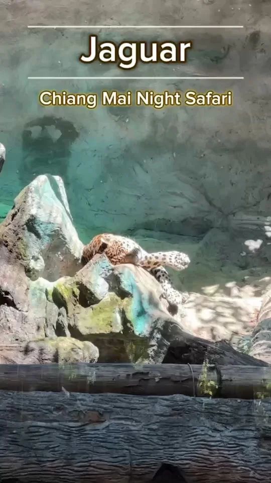 เสือจากัวร์ Jaguar กำลังนอนกรน เชียงใหม่ไนท์ซาฟารี Chiang Mai Night Safari