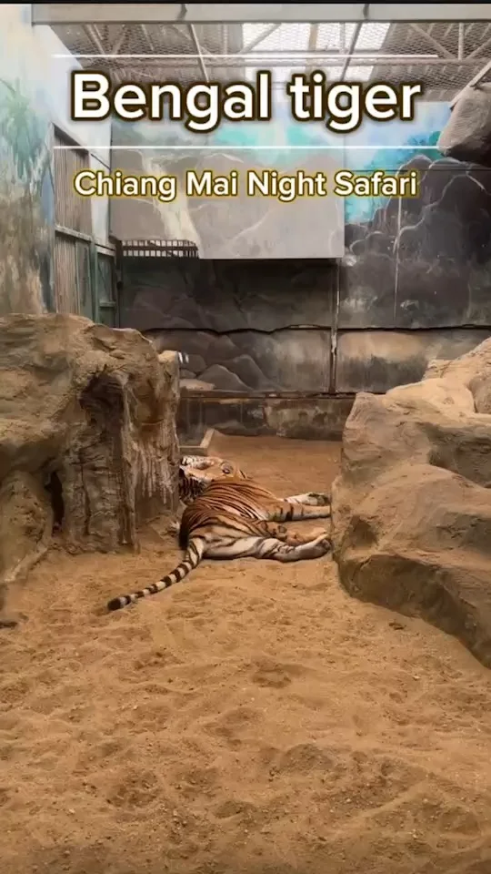 Bengal tiger เสือโคร่งเบงกอลนอนติดกันอย่างอบอุ่น เชียงใหม่ไนท์ซาฟารี