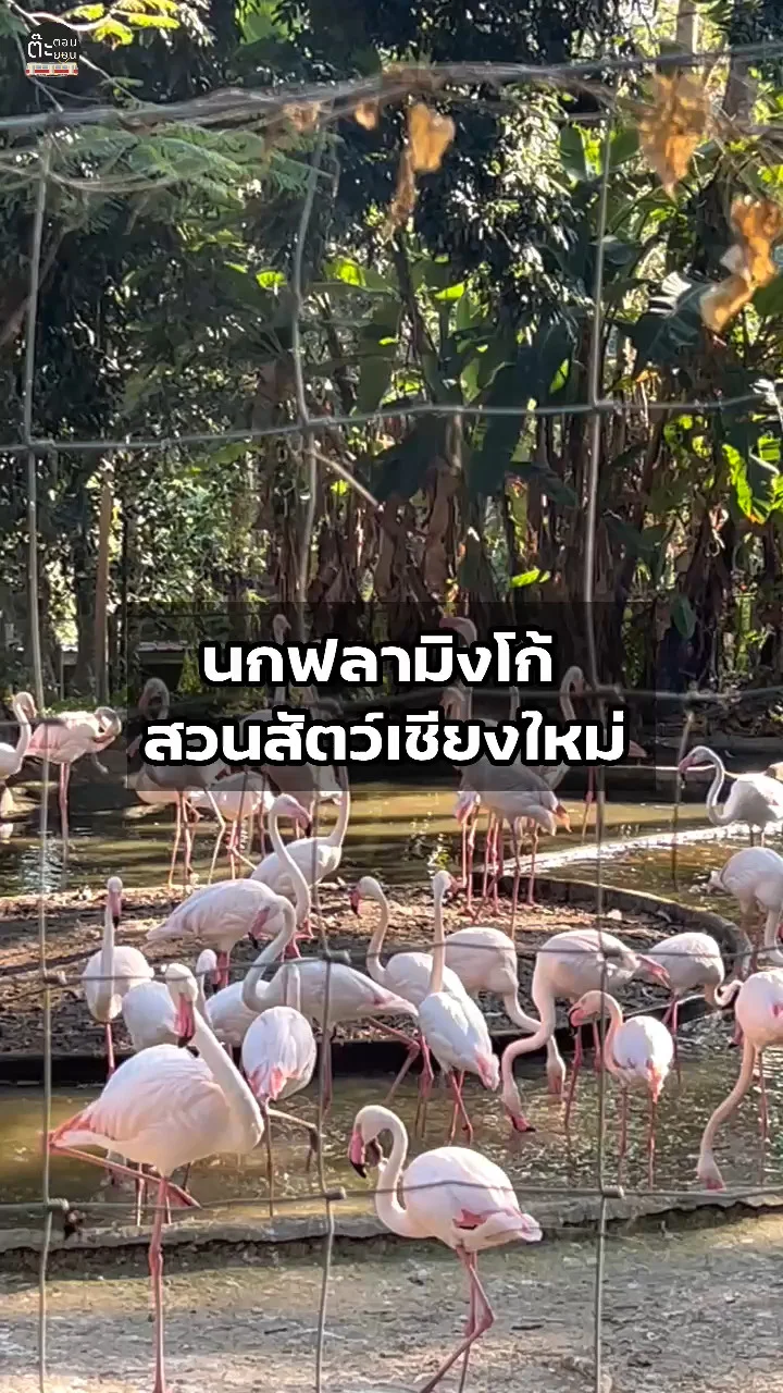 ส่องแก๊งนกฟลามิงโก้ น่ารักน่าชังที่สวนสัตว์เชียงใหม่