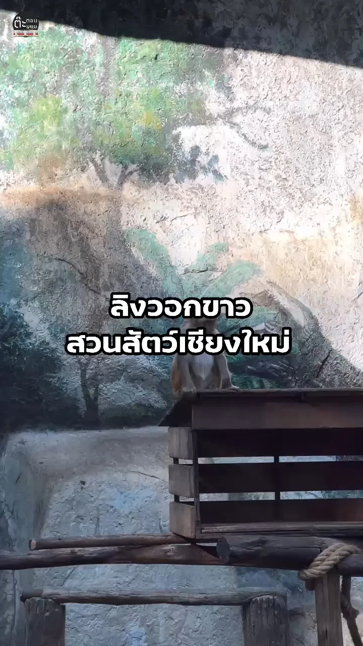 เจ้าลิงวอกขาว อ้วนตุ้บที่สวนสัตว์เชียงใหม่