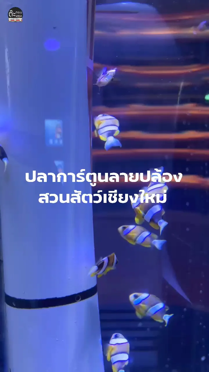 ส่องปลาการ์ตูนลายปล้อง น่ารักฟินๆ ที่สวนสัตว์เชียงใหม่