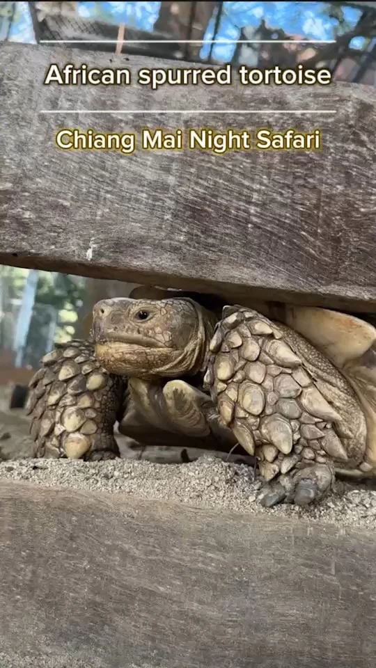 african spurred tortoise เต่าซูลคาต้าอยากโชว์หน้ากล้อง เชียงใหม่ไนท์ซาฟารี
