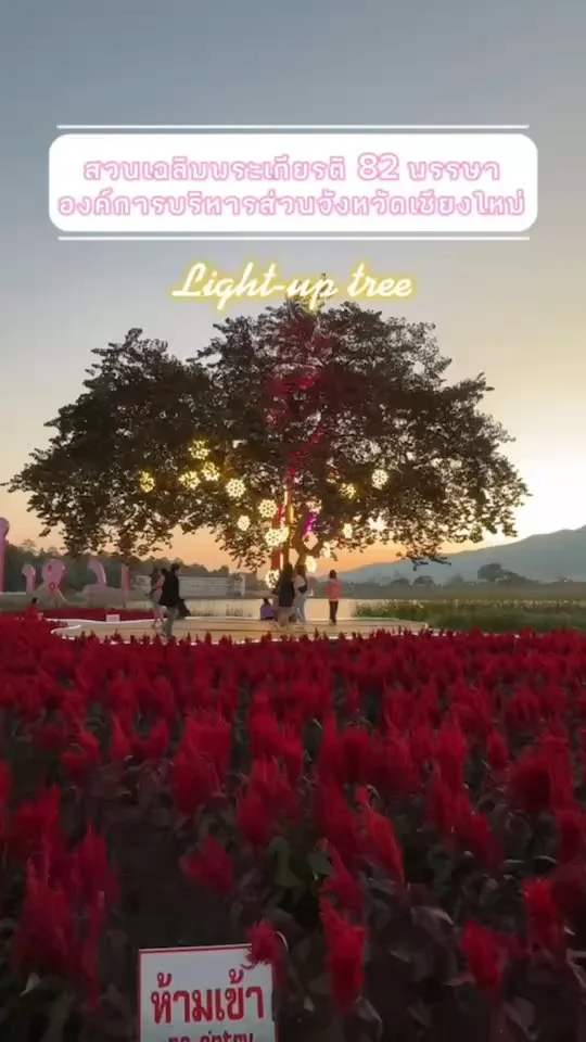 Light up Tree จุดถ่ายรูปมนต์เสน่ห์เชียงใหม่ เมืองดอกไม้งาม แสงสีสวย ห้ามพลาด