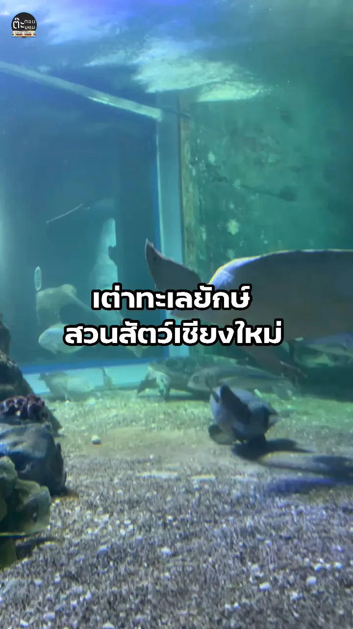 พาไปดูเต่าทะเลยักษ์ ในอควาเรียมสวนสัตว์เชียงใหม่