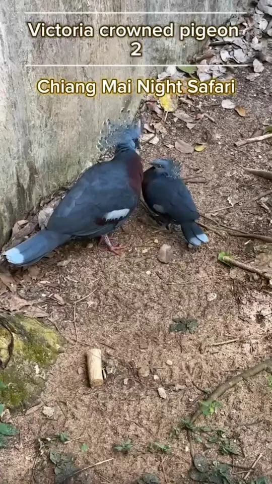 นกพิราบหงอนวิคตอเรีย กำลังเดินจู๋จี๋กัน Victoria Crowned Pigeon