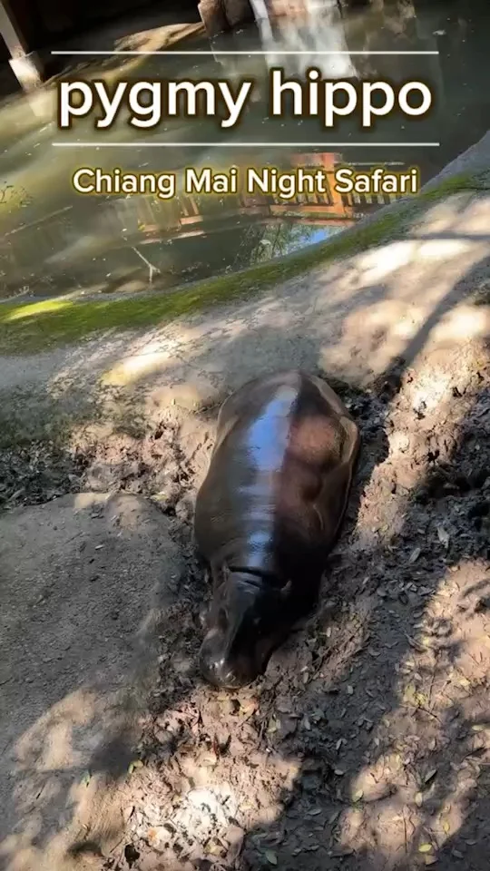 น้องบุ๋มบิ๋ม ฮิปโปแคระนอนอาบแดดชิลสุดแล้ว Pygmy Hippo เชียงใหม่ไนท์ซาฟารี