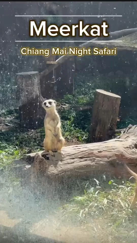 เมียร์แคท Meerkat สัตว์ไฮเปอร์ไม่ชอบอยู่นิ่ง ยืนชะเง้อ เชียงใหม่ไนท์ซาฟารี