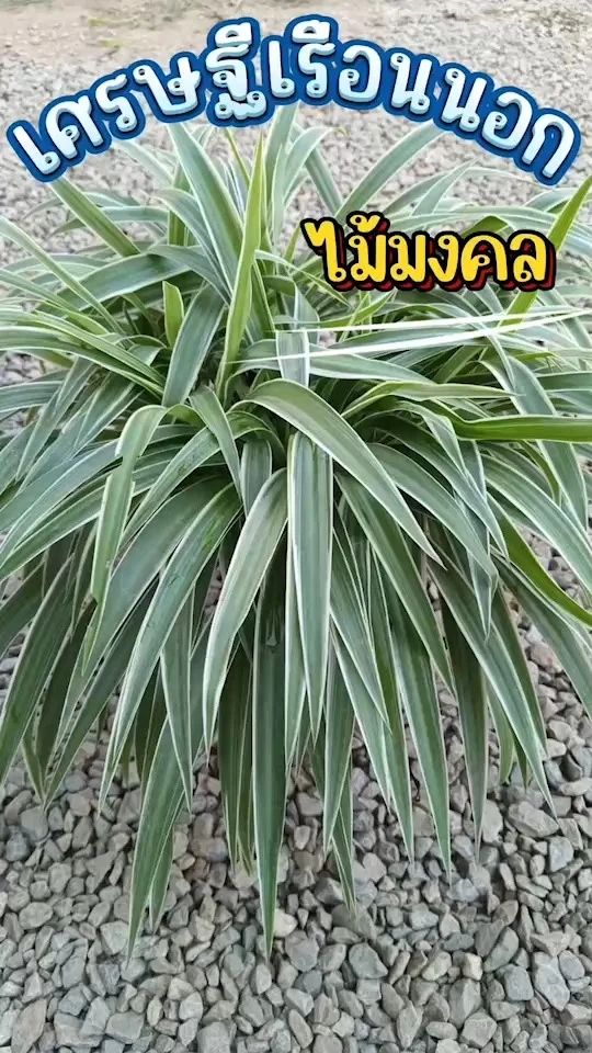 เศรษฐีเรือนนอก ไม้มลคล นิยมปลูกกันไว้ในบ้าน ปลูกง่าย ขยายพันธุ์ก็ง่ายเช่นกัน