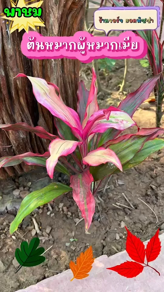 พาชม หมากผู้หมากเมีย มีหลายสีในต้นเดียวกัน ใบมีลวดลายสวยงาม