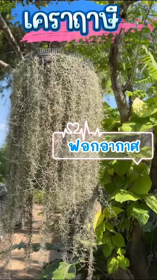 พาชมความสวยงามของ เคราฤาษี ไม้ประดับที่ช่วยฟอกอากาศให้สดชื่น เส้นเล็กๆยาวๆ