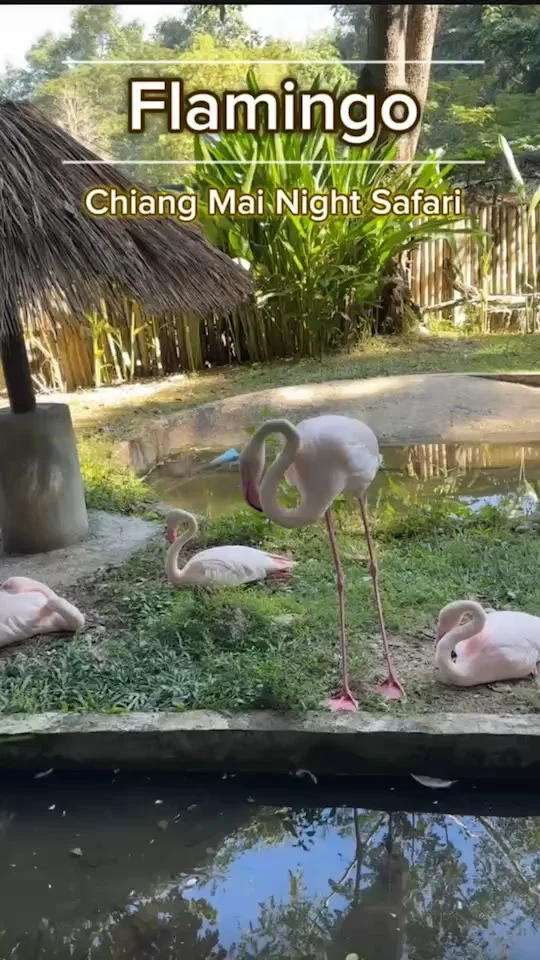 Flamingo ฝูงนกฟลามิงโก กำลังเล่นชิล ๆ ที่สวนสัตว์เชียงใหม่ไนท์ซาฟารี