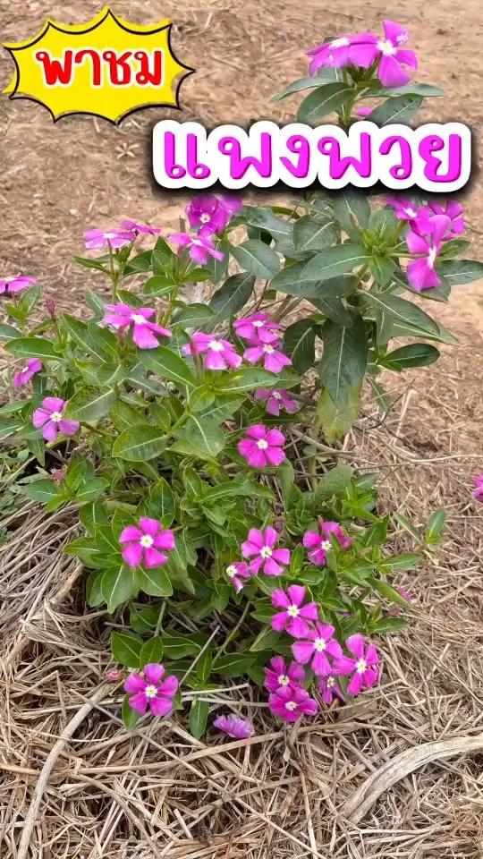 พาชม แพงพวย ต้นเล็กแต่มีดอกมากมาย ดอกชมพูเข้ม ดอกเล็กๆน่ารักมาก