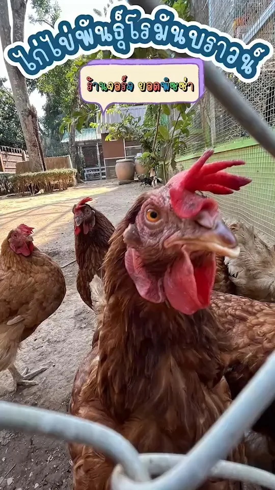 ชมความน่ารักของไก่ไข่ ที่ร้านจอร์จ ยอดพิซซ่า พิษณุโลก ผลิตไข่ได้วันละหลายฟอง