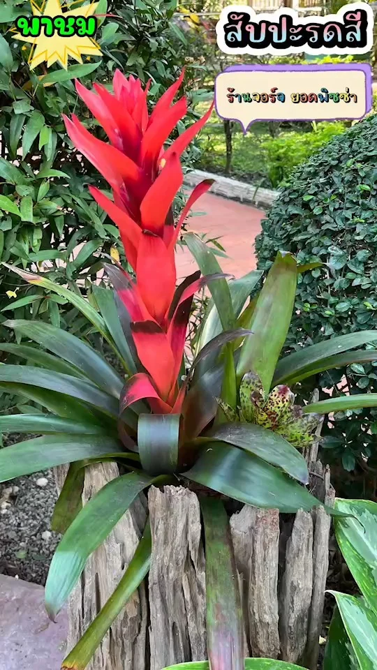 พาชมสับปะรดสี ดอกใหญ่ สีสดฉูดฉาดตัดกับสีเขียว ร้านจอร์จ ยอดพิซซ่า พิษณุโลก