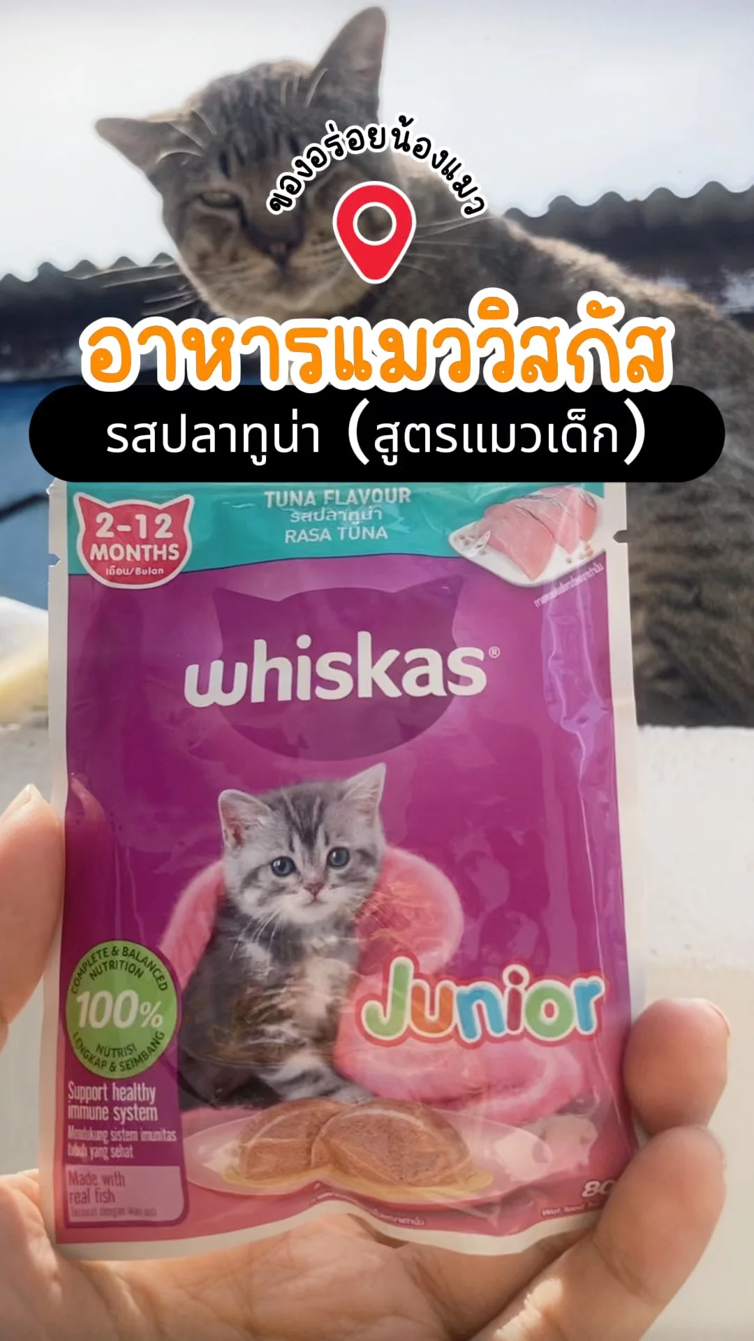 รีวิว อาหารแมววิสกัส รสปลาทูน่า สูตรแมวเด็ก ของอร่อยน้องแมว