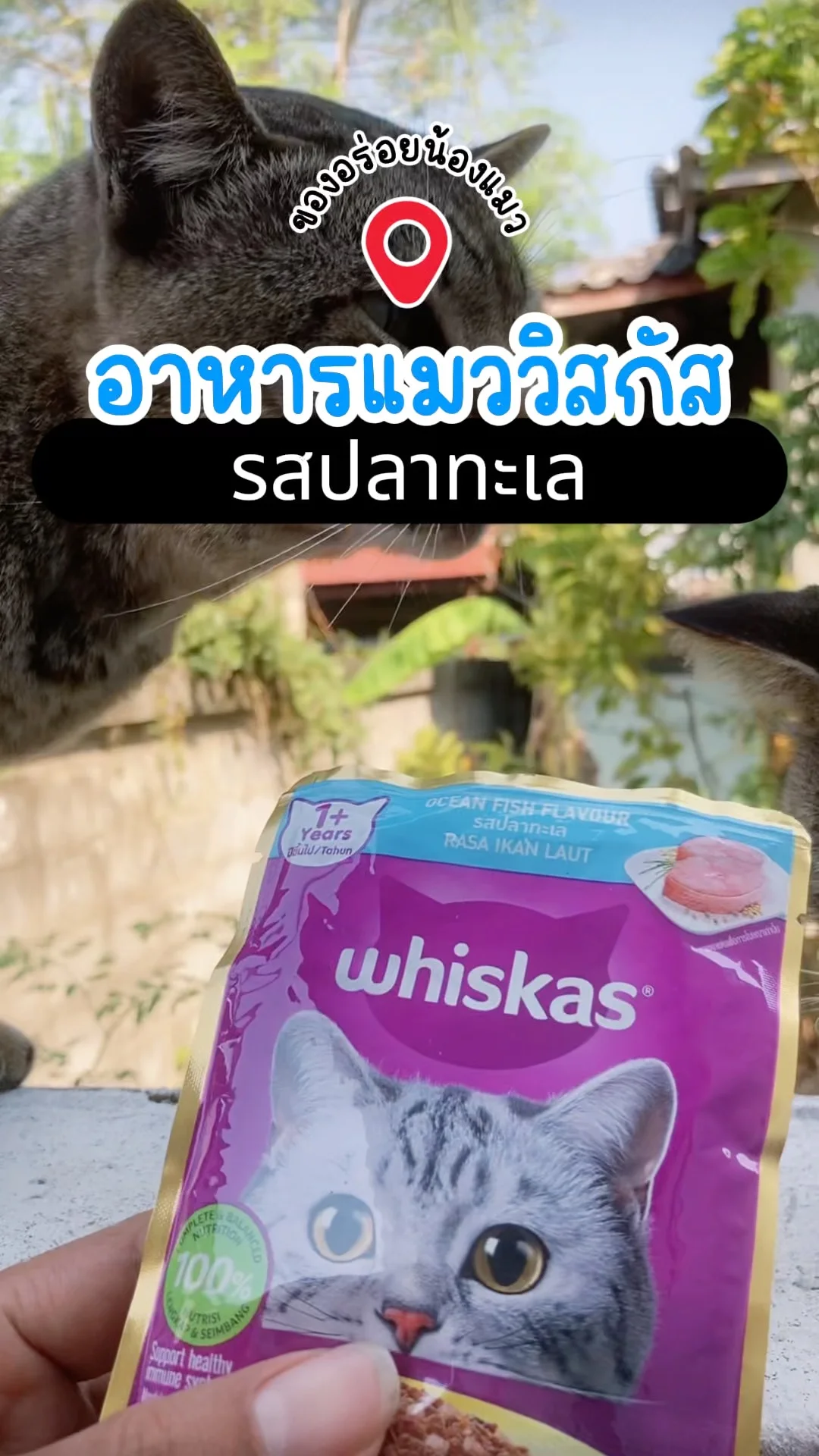 รีวิว อาหารแมววิสกัส รสปลาทะเล ของอร่อยน้องแมว โลตัส