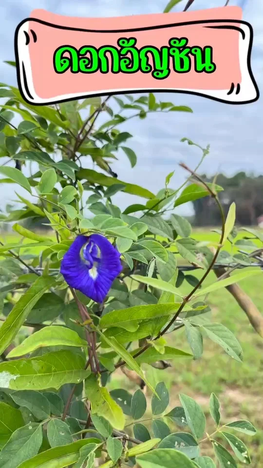 พาชม ดอกอัญชัน กลีบดอกอ่อนช้อย สีน้ำเงินเข้ม ประโยชน์จากสีของดอกมีมากมาย