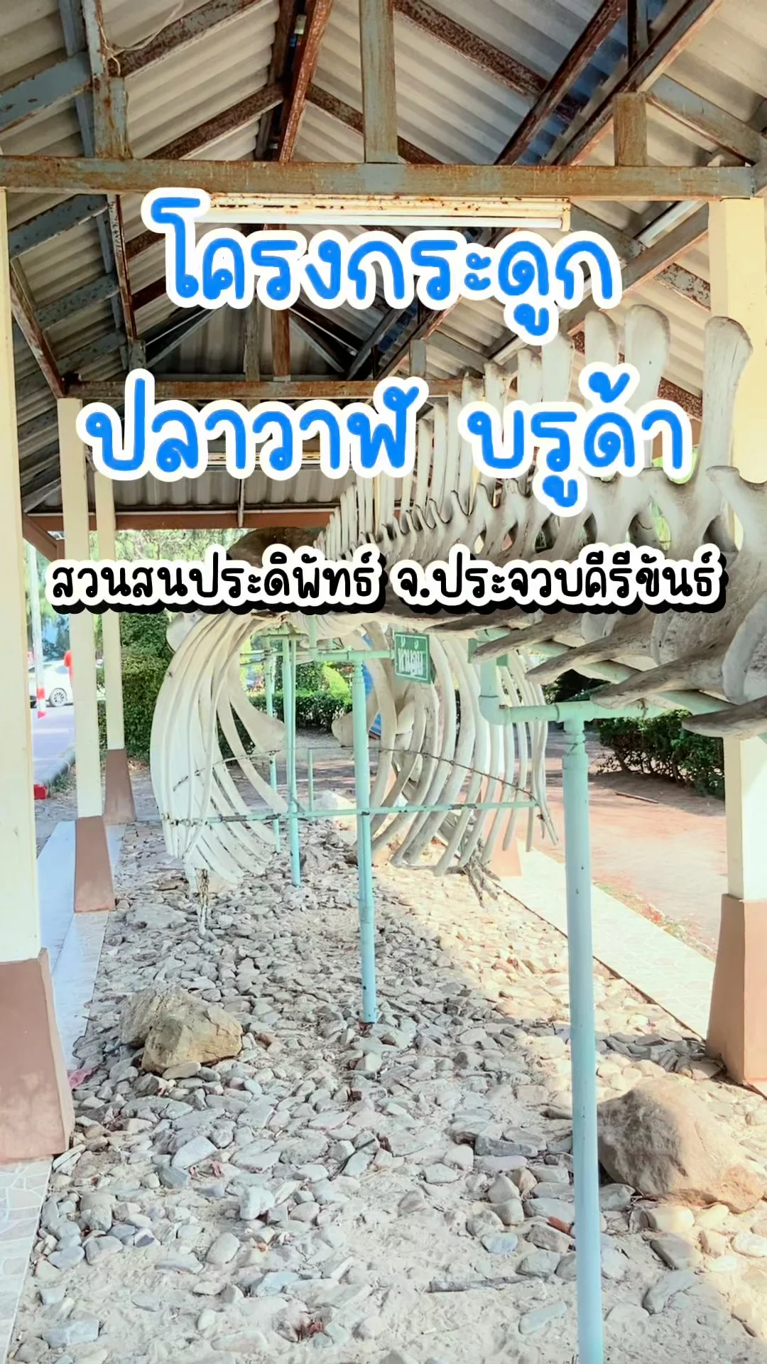 พาส่อง โครงกระดูก ปลาวาฬ บรูด้า สวนสนประดิพัทธ์ จ.ประจวบคีรีขันธ์