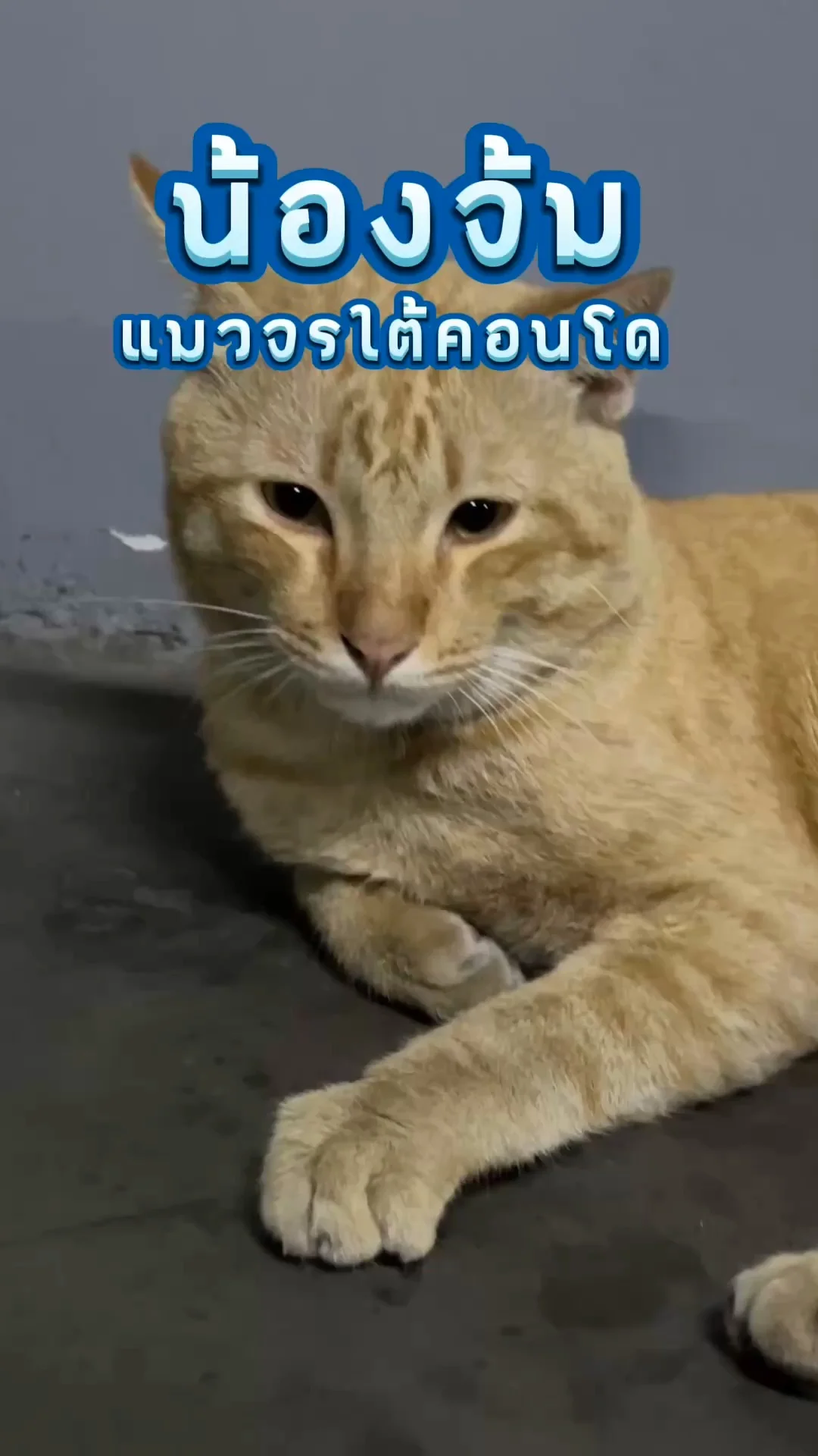 น้องจ้ม แมวจรใต้คอนโด เชื่องแถมขี้อ้อนอีกด้วย