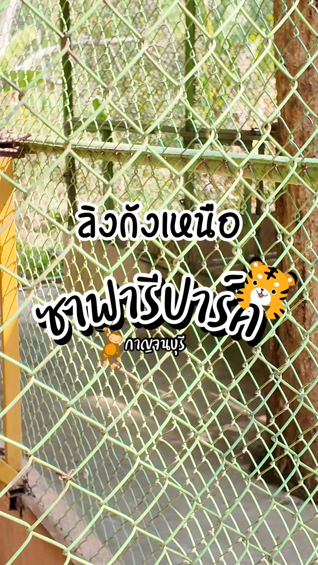ไปดู ลิงกังเหนือ ที่ซาฟารีปาร์ค กาญจนบุรี